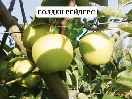 Яблоня голден делишес описание сорта опылители