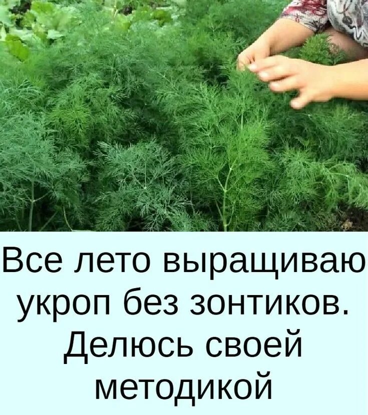 Как обрезать укроп чтобы дальше рос. Укроп растет. укроп растёт на огороде. укроп на грядке. сажаем укроп.