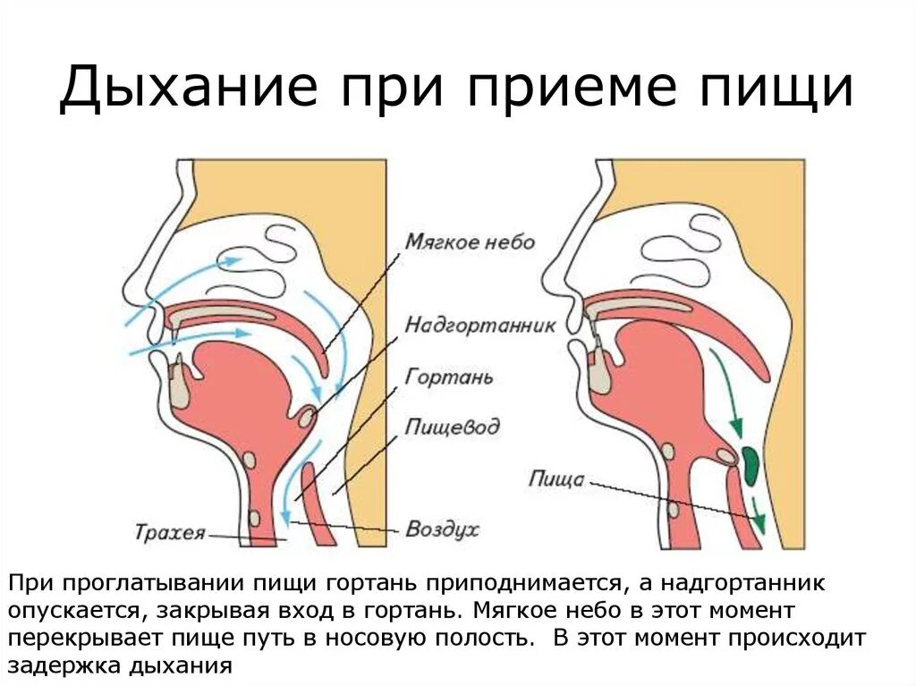 При глотании слюны в ухе. Надгортанник при глотании и дыхании. Дыхание и глотание схема.