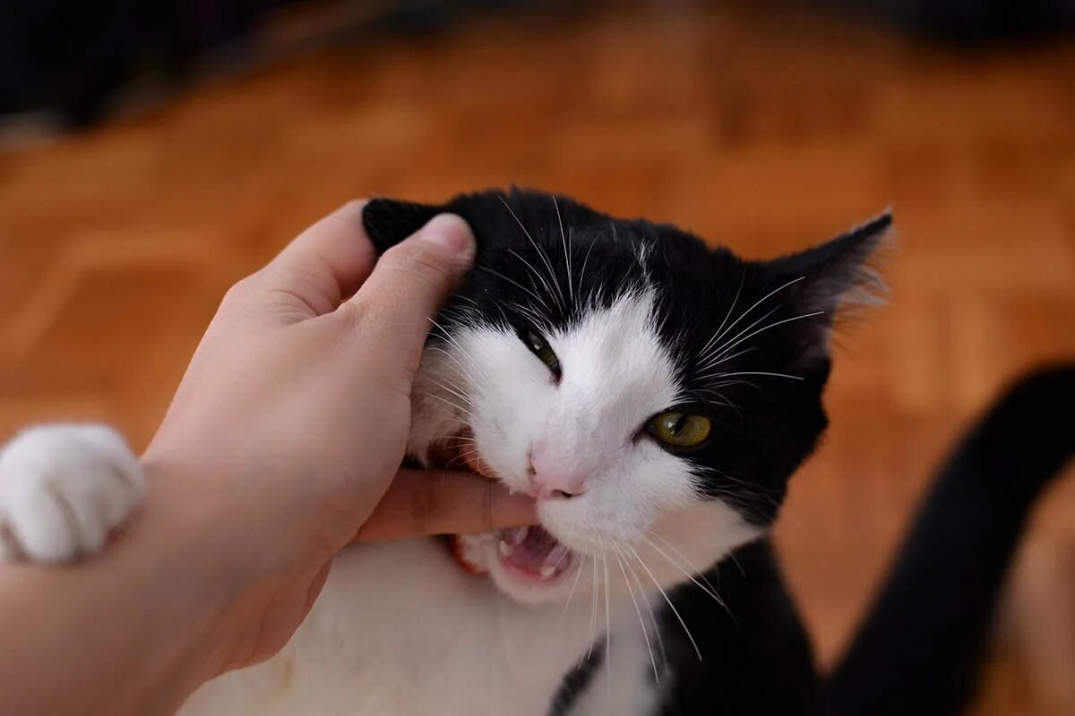 Почему кошка кусает. Кусачий котенок. Котик кусает. Котик кусает руку.