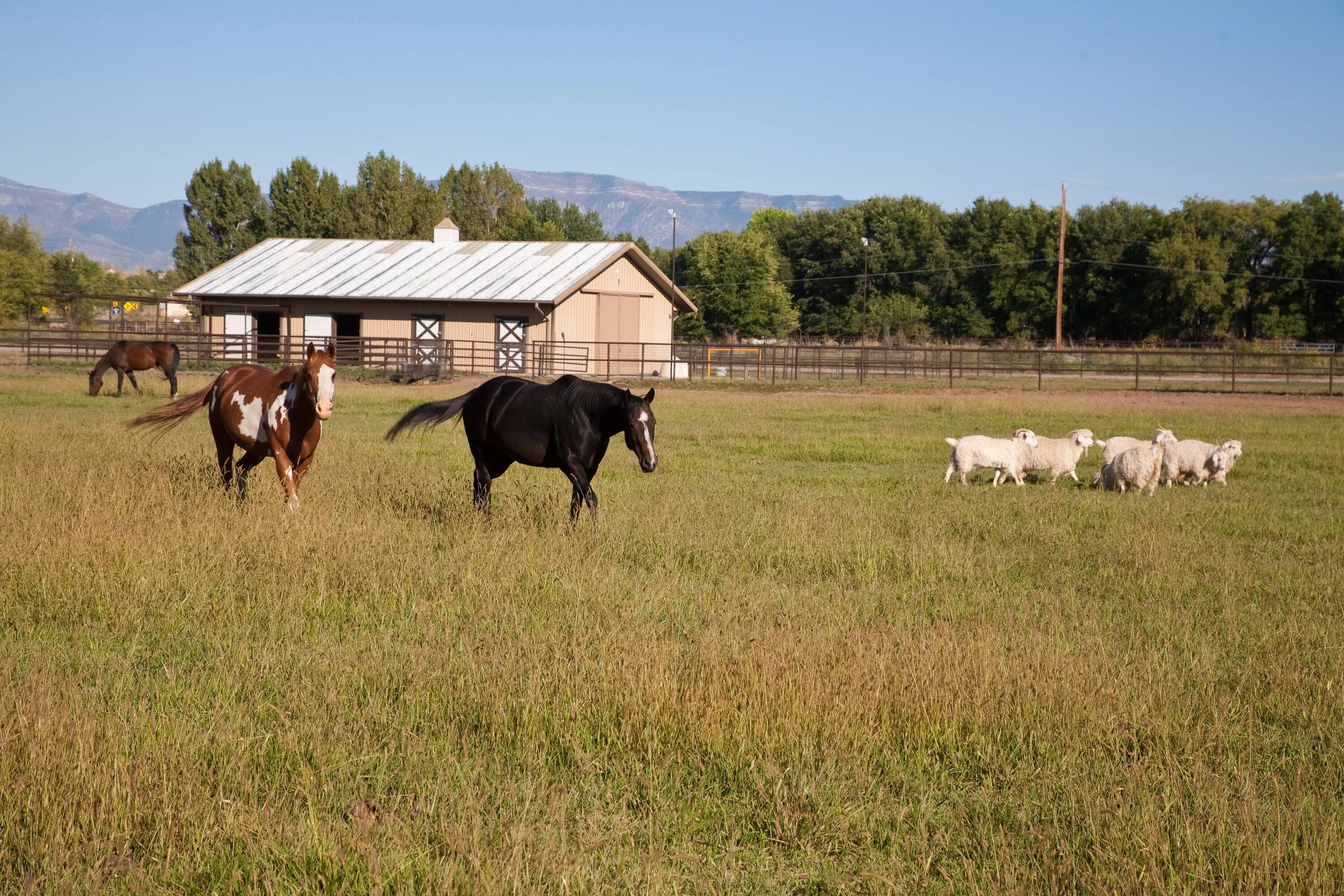 Ферма сельское 2. Ферма ранчо Испания. Конюшня в деревне. Лошади в деревне. Лошадь в сельском хозяйстве.