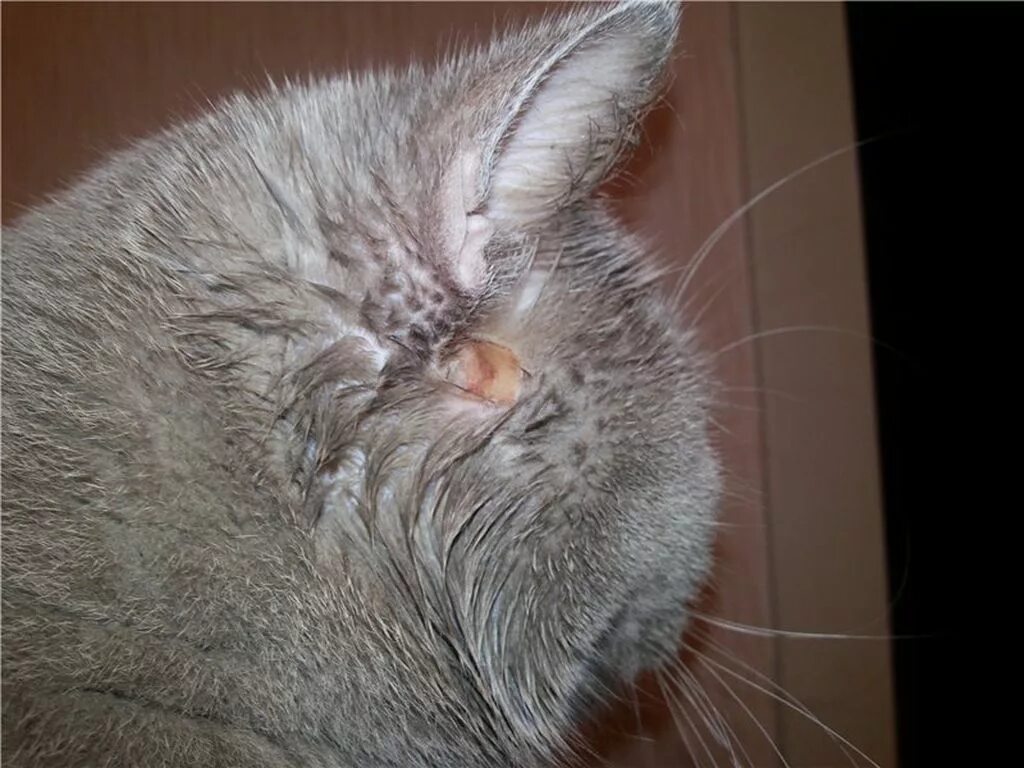 Кот чешет уши. Лишай (трихофития, микроспория);. Отодектоз (ушная чесотка).