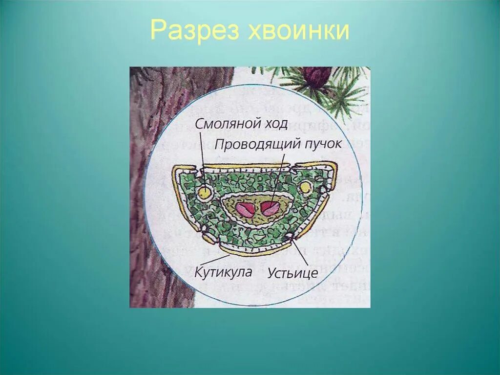 Листья хвойных покрыты кутикулой. Поперечный срез хвоинки ели. Поперечный срез хвои сосны. Поперечный разрез хвоинки сосны. Поперечный срез листа сосны.