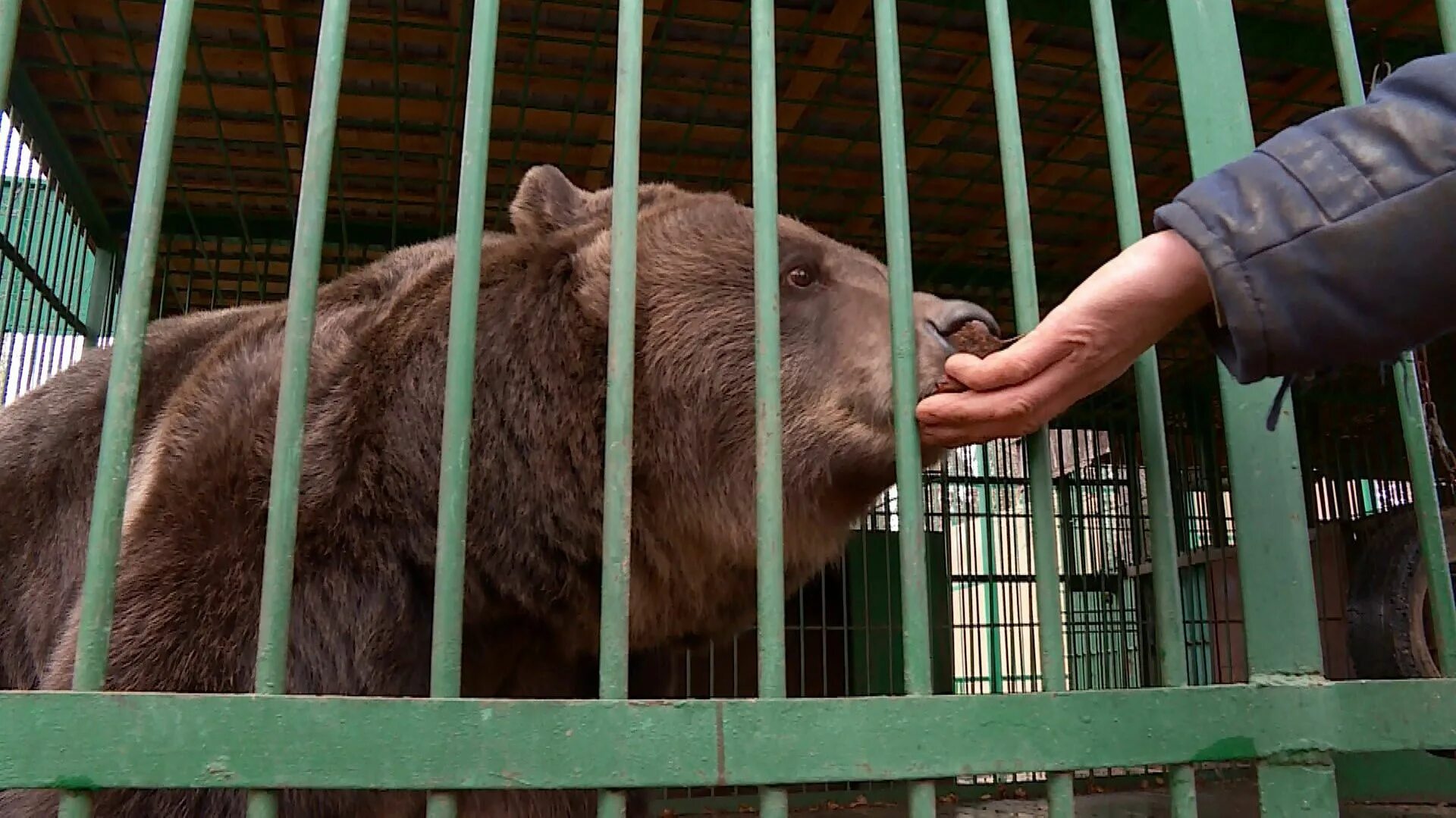 Костромской зоопарк Кострома. Медведи Костромской зоопарк. Медведь в зоопарке.