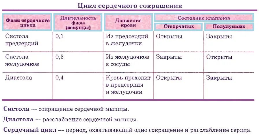 Как изменяется сердечный цикл во время физической