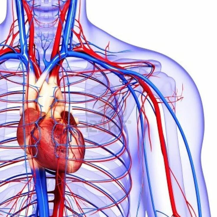 Circulatory system
