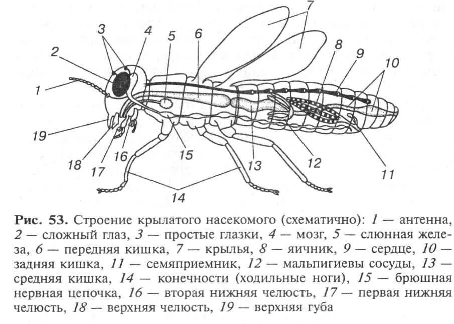 Структура насекомых