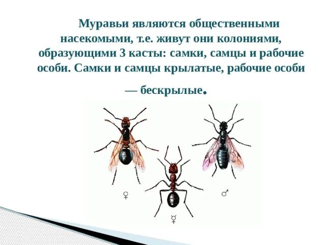 Самки и самцы муравьёв. Касты муравьёв. Самец муравья. Самки самцы и рабочие особи. Рабочие особи