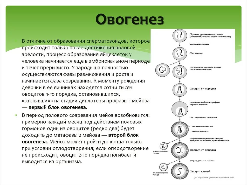 Развитие женских половых клеток происходит в. Фаза роста овогенеза. 1 Фаза размножения овогенеза. Фазы овогенеза схема. Период созревания сперматогенез.