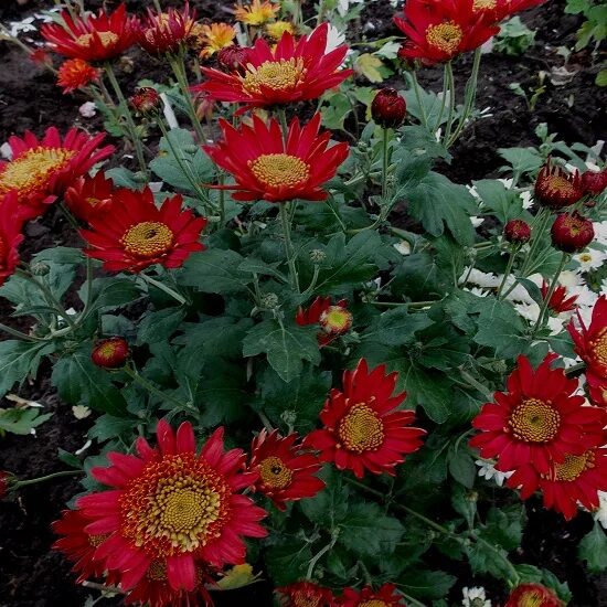 Цветники 85 лучших композиций. Сорт розы византия. Ограждение "цветник" №2 (620х290 мм) (6 звеньев). Lights out (лайтс аут) пион. Дельфиниум гардиан американ.