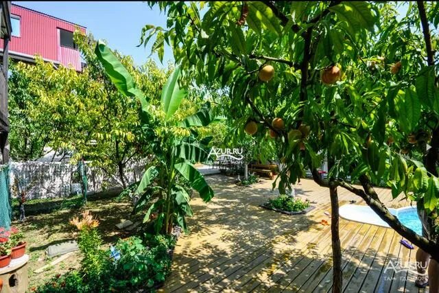Персиковый сад Криница. Персик дома. Персиковый сад дома.