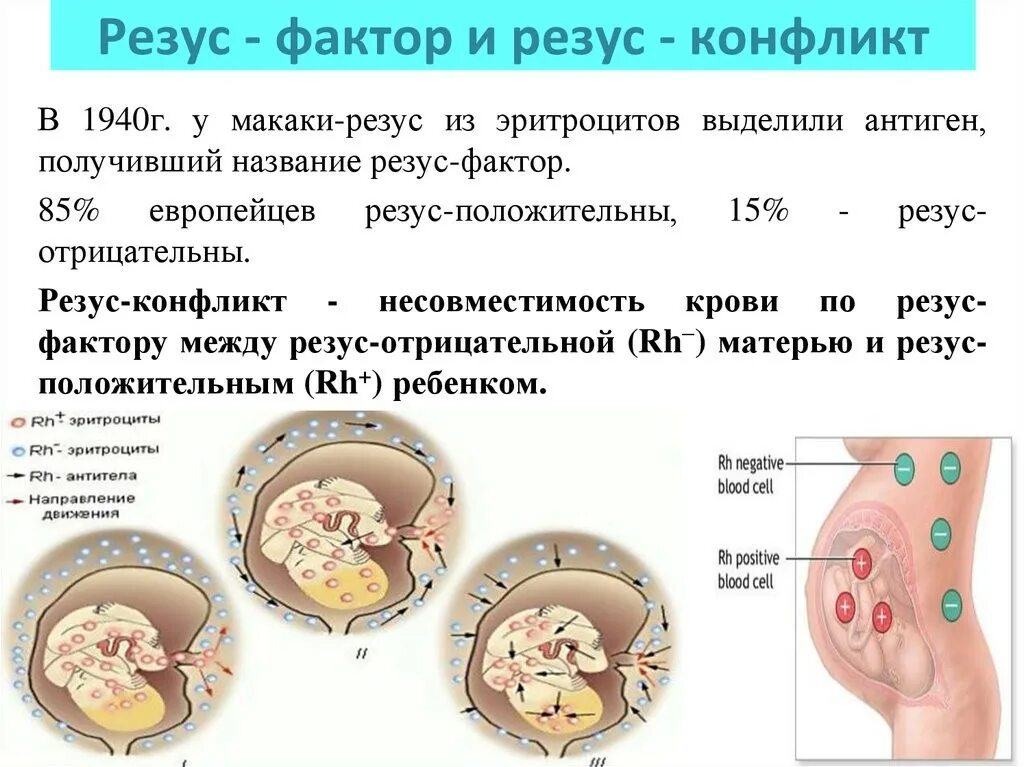 Отриц резус. Конфликтные резус-факторы крови. Последовательность стадий развития резус- конфликта. Резус фактор и резус конфликт. Конфликт резус факторов.