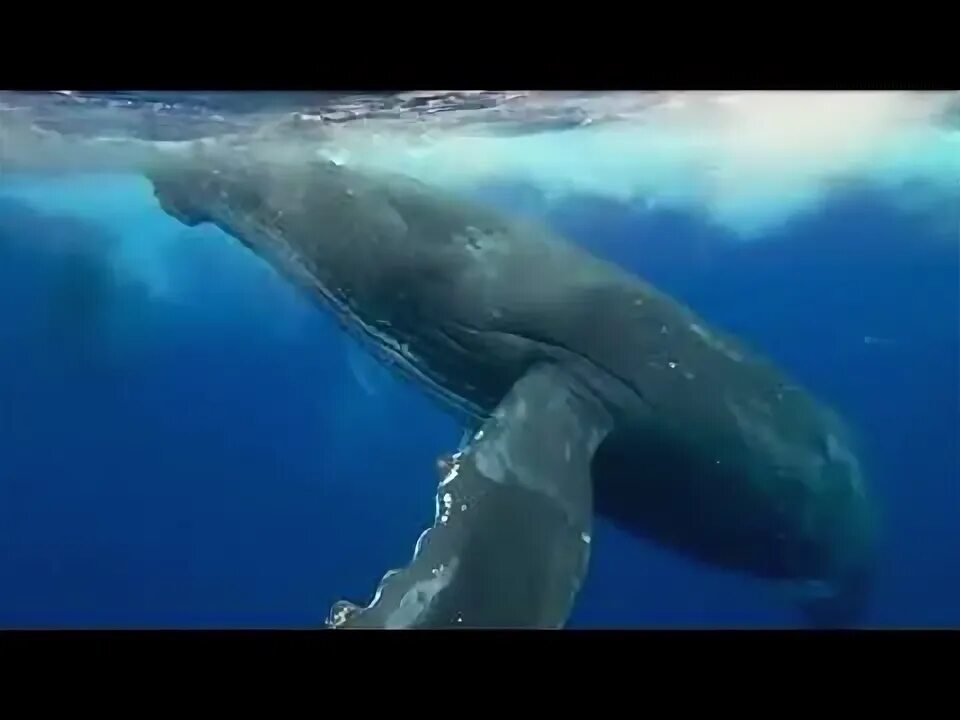Брачные игры китов. Видео. Кита  звук. Звуки китов. Плач кита.