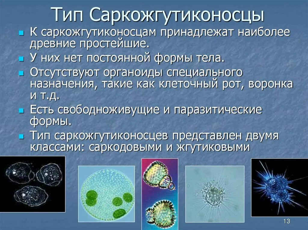 Саркодовые представители. Типисаркожгутиконосцы. Саркожгутиконосцы. Саркожгутиконосцы представители. Тип Саркожгутиконосцы таблица.