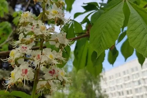 Где в красноярске растут
