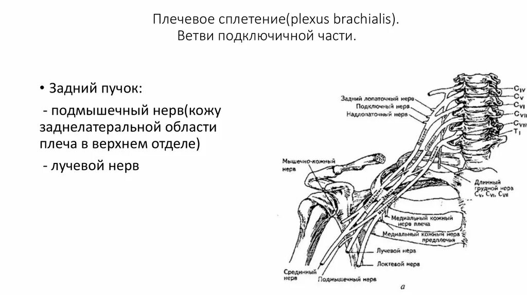 Ветви плечевого сплетения анатомия. Верхний плексит плечевого сплетения. Плечевое сплетение подмышечный нерв. Травматический плексит плечевого сплетения Дюшенна-Эрба. Освобождение нерва латынь