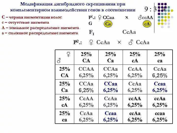 Дигибридное скрещивание человек. Закономерности наследования дигибридное скрещивание. Полигибридное скрещивание задачи с решением 10. Дигибридное скрещивание задачи. Закономерности наследования при дигибридном скрещивании.