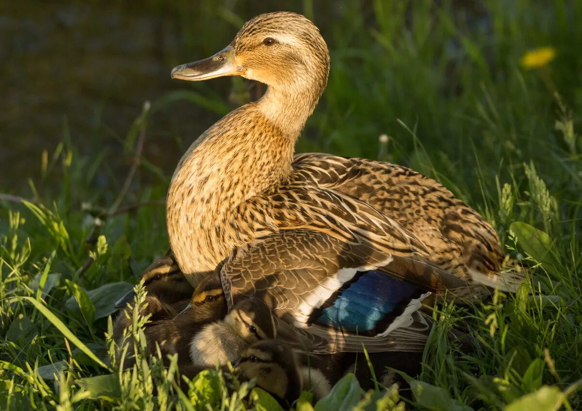 Утята кряквы. Утка c. Утка c. Утка в духовке целиком. Утка кряква с утятами.