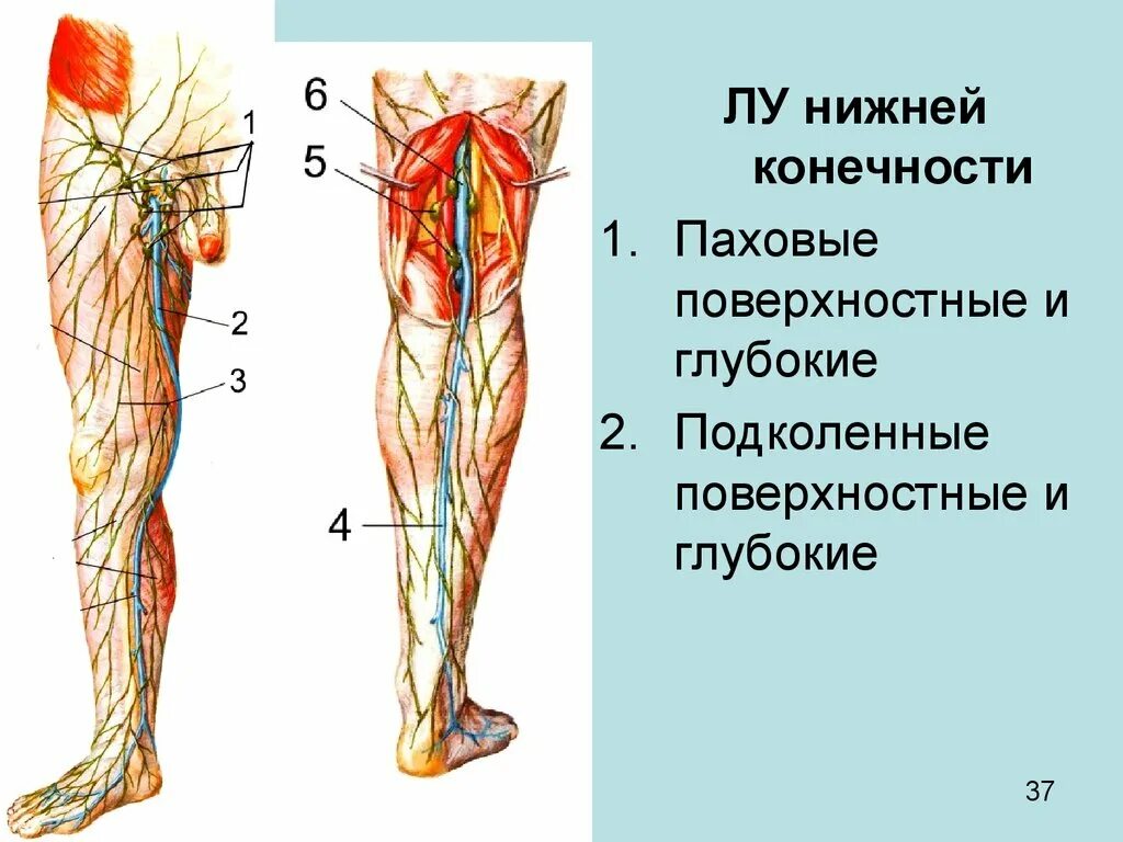 Левой нижней конечности. Лимфатические узлы нижних конечностей схема. Лимфоузлы бедра нижней конечности. Лимфатические узлы нижней конечности анатомия.