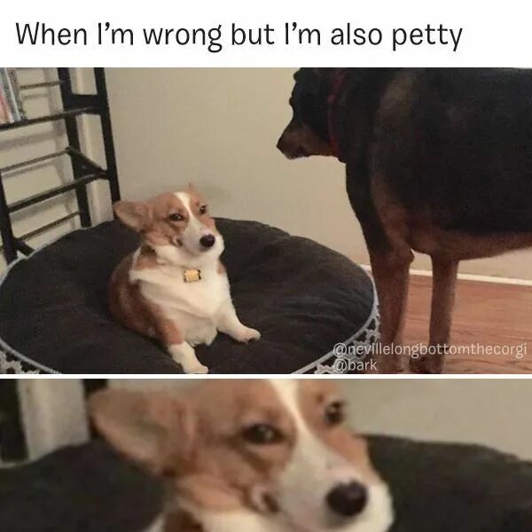 You are wrong you had better. Три собаки мем. when dog and cat did wrong. let me do it for you dog мем. i can&#039;t wait anymore dog meme.