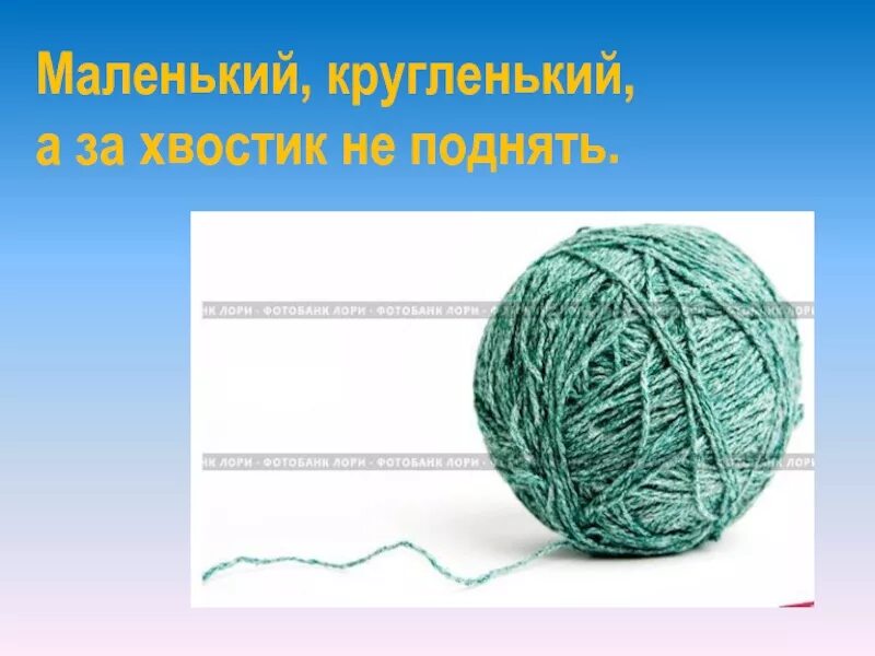 Хвостик котенка. Землеройка прыгунчик. Маленькое кругленькое а за хвост не поднять. Померанский шпиц беленький. Короткоухий прыгунчик.