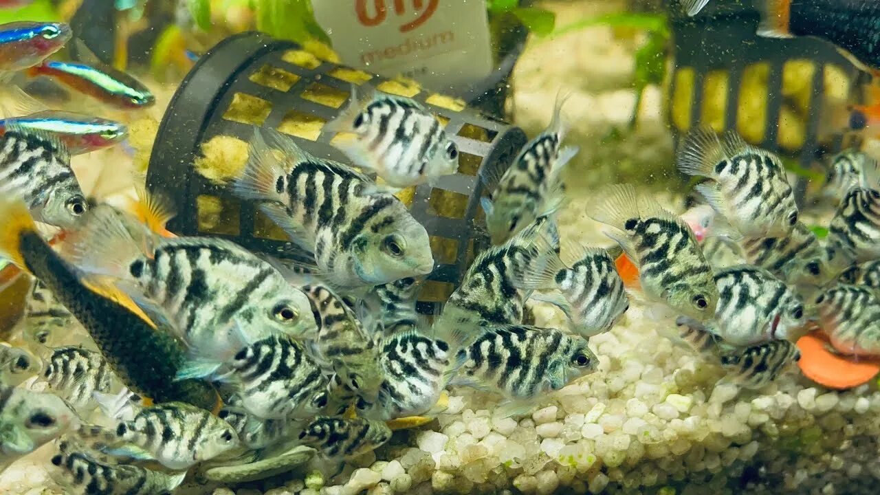 Совместимость с сапфировым попугаем