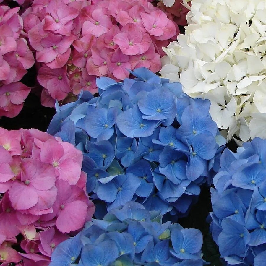 Срез гортензии. Срез гортензии. Размножение крупнолистной гортензии. Срез гортензии. Срез гортензии.