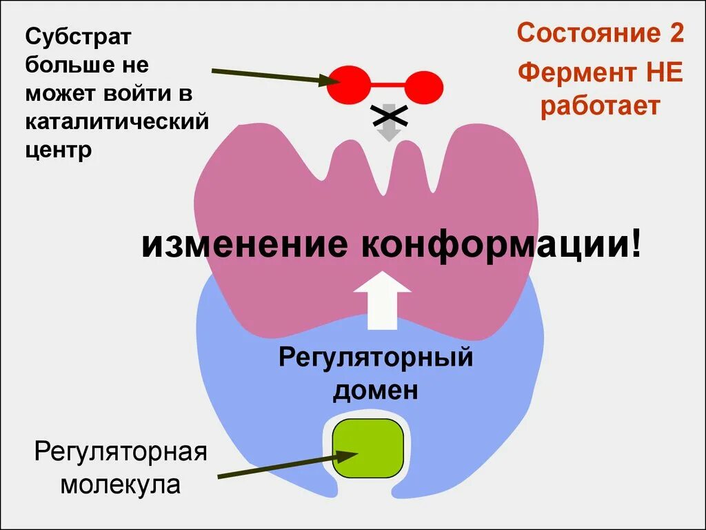 Конформация фермента. Каталитический и регуляторный центры ферментов. Активный и регуляторный центр ферментов. Субстратный и активный центр фермента. Субстрат активный центр фермента.