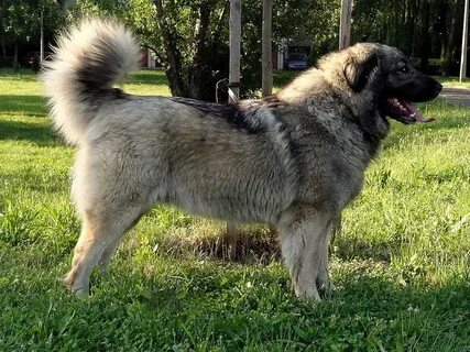 Собаками страна производитель