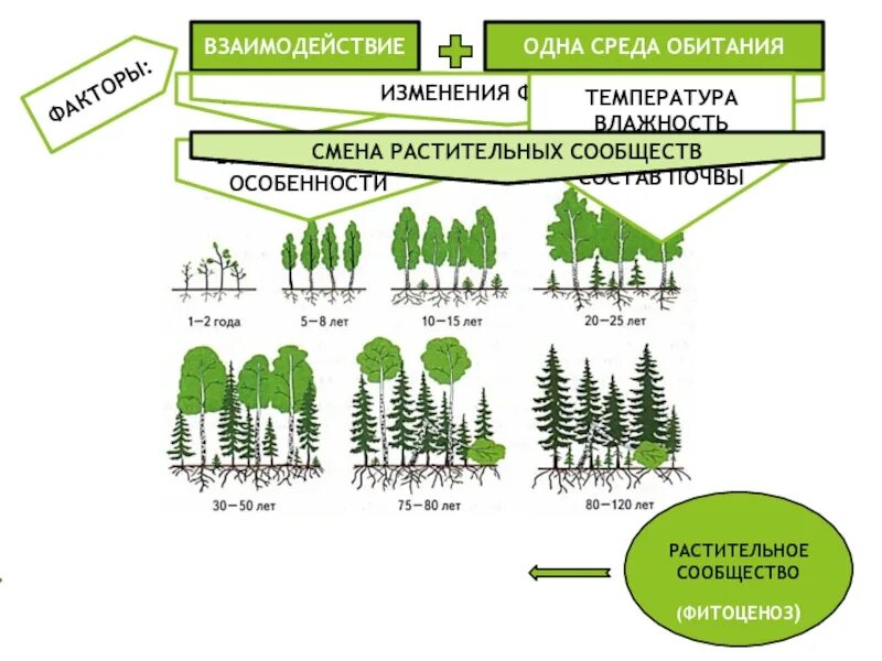 Виды сообществ. Смена фитоценозов схема. схема смены растительных сообществ. характеристика растительных сообществ. смена растительных сообществ примеры.