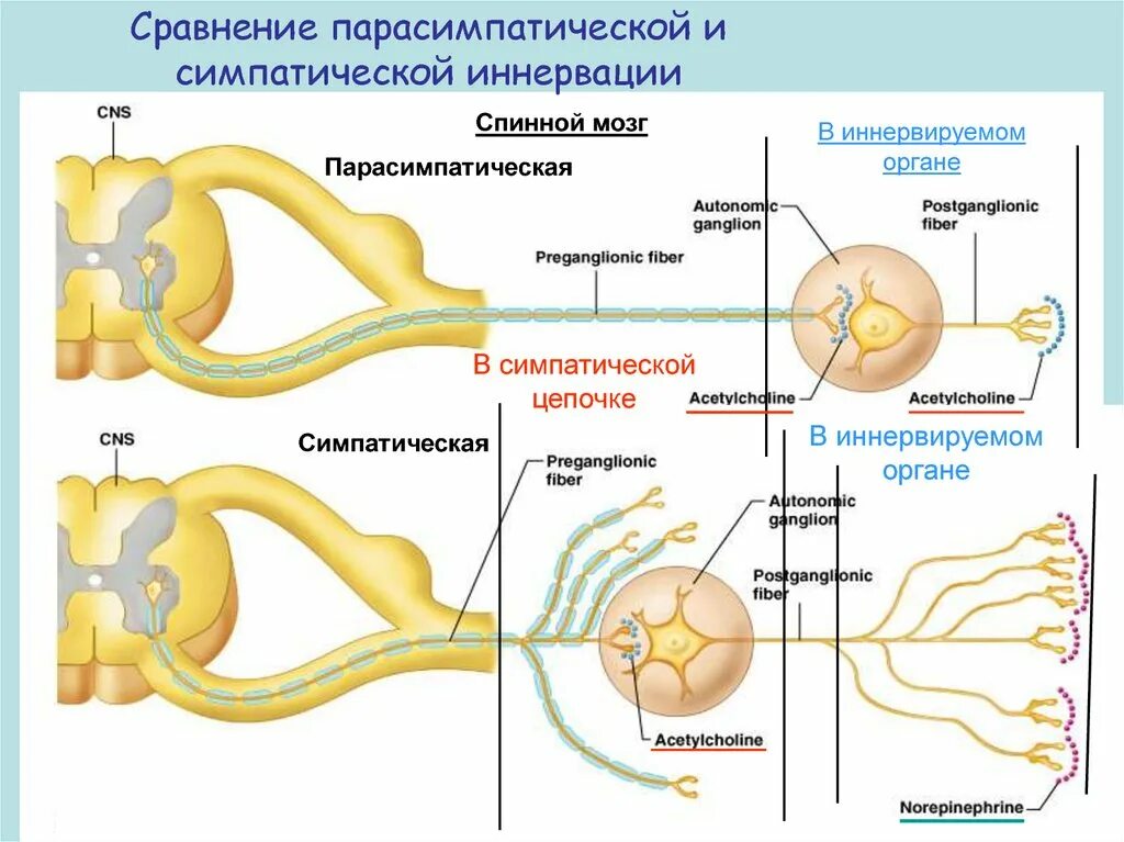 Отделы вегетативной нервной системы глаза. Симпатическая иннервация глаза схема. симпатическая и парасимпатическая иннервация. симпатическая и парасимпатическая иннервация глаза. схема симпатической и парасимпатической иннервации.