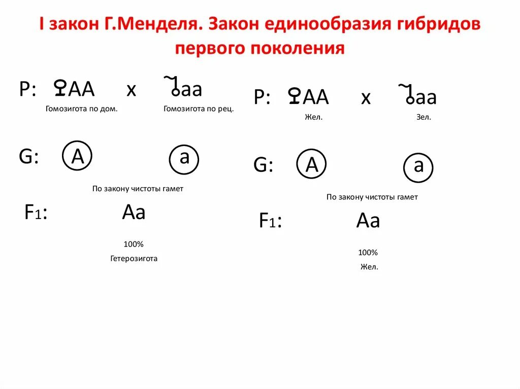 Генетическая схема закона единообразия Менделя. Второй закон Менделя закон единообразия гибридов первого поколения. Первый закон Менделя схема. Первый закон Менделя закон единообразия гибридов первого поколения. Мендель второе поколение гибридов