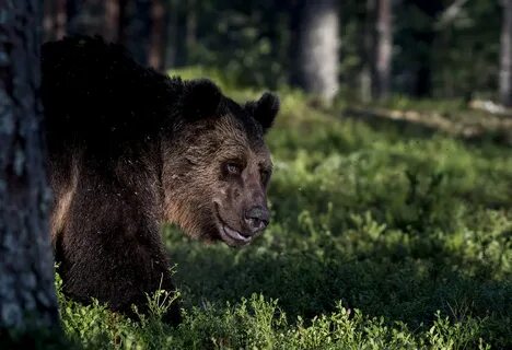 В лесной чаще медведь лакомится