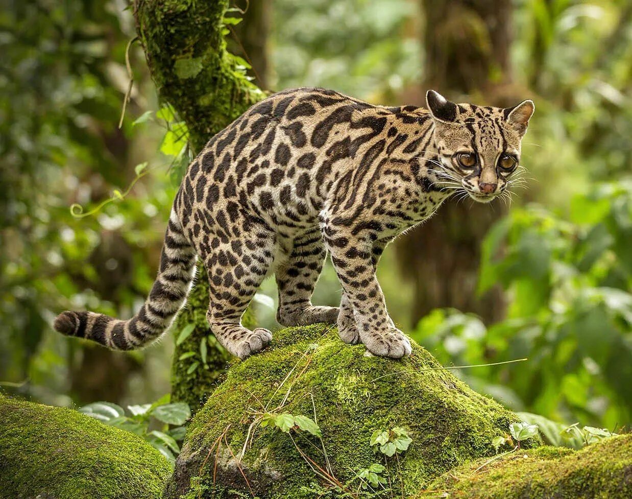 Оцелот, онцилла, Маргай. Леопард онцилла. Оцелот (leopardus pardalis). Американская длиннохвостая кошка (Маргай). Маргаи кошки