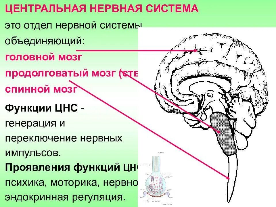 Функции ЦНС продолговатый мозг. Восстановление нервной системы. Укрепление нервной системы. Восстановить нервную систему. Сколько восстанавливается нервная