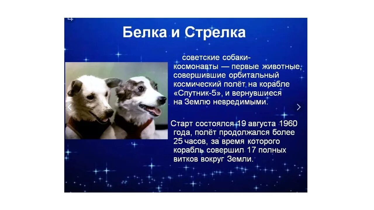 Какое животное первый полетел в космос. Белка и стрелка собаки космонавты. животные в космосе презентация. полеты животных в космос. животные в космосе для детей.