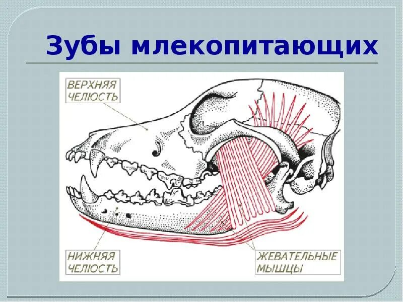Дифференцированные зубы это какие