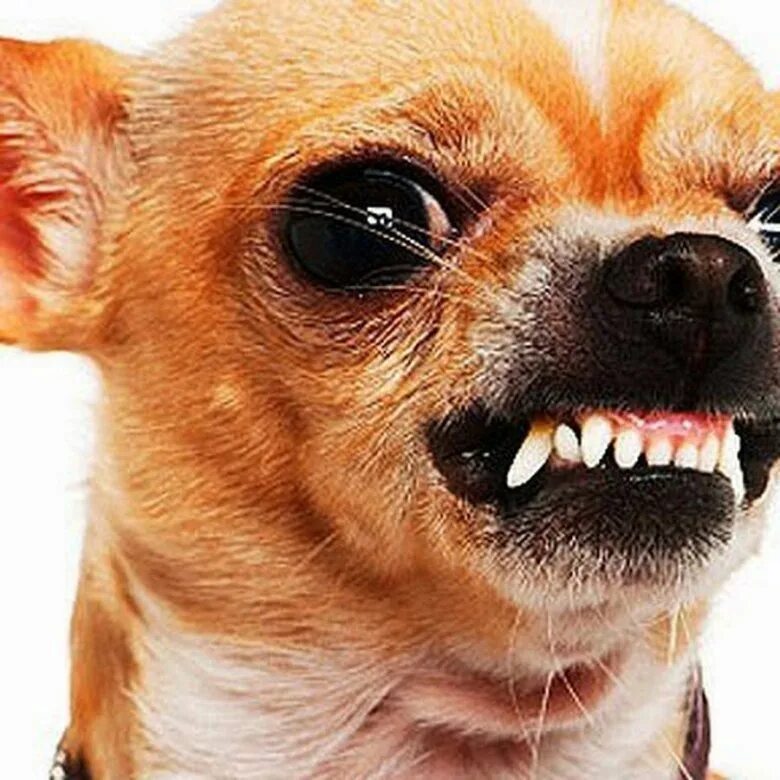 Чихуахуа хуа злая. Чихуахуа. Злая чихуахуа. Злая чихуахуа мем. Злая чихуахуа мем.