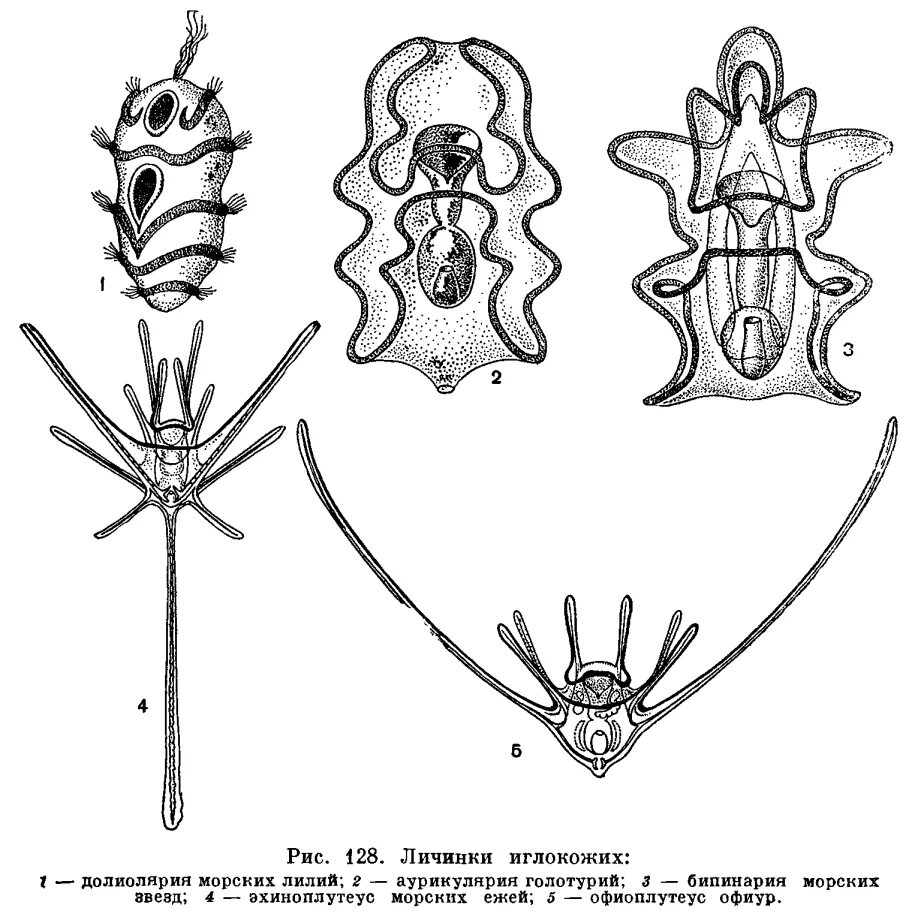 Личинки иглокожих. Морская звезда офиура личинка. Личиночная стадия иглокожих. Офиура личинка.