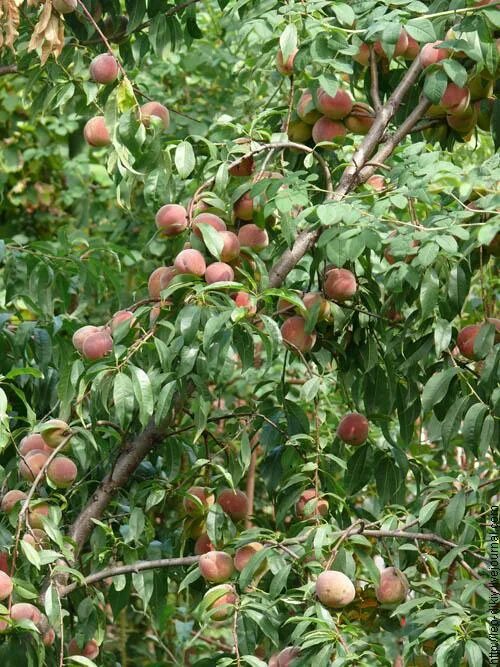 На какой год плодоносит персик. Персик Рубино. Персик из косточки. Молодое дерево персика. Дерево из косточки персика.
