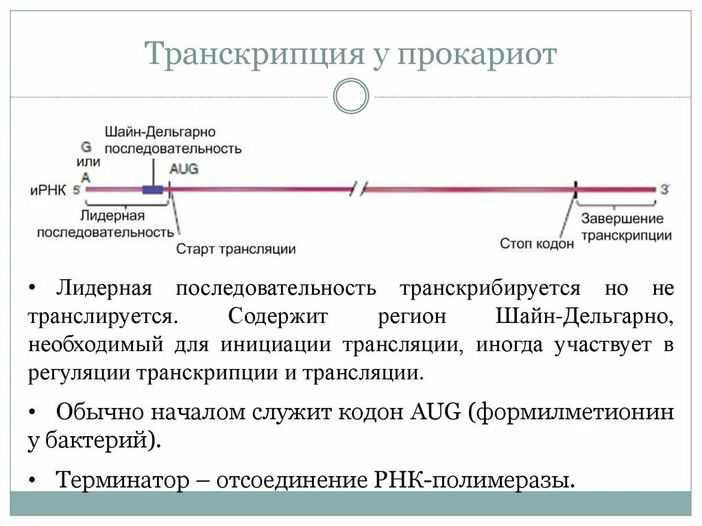 Инициация у прокариот. Инициация транскрипции у прокариот. Транскрипция у прокариот. Регуляция транскрипции у прокариот. Регуляция транскрипции и трансляции у прокариот.