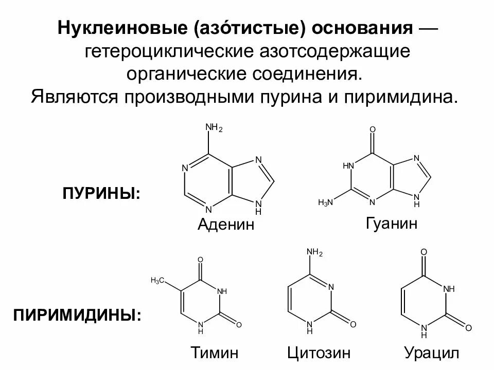 Органическими основаниями являются. Азотистые основания производные пиримидина. Химическое строение аденина. Пурин аденин гуанин. Строение Пурина и его производных аденина и гуанина.