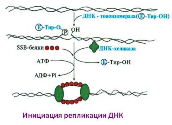 ДНК топоизомераза. Топоизомераза 1 и 2. ДНК топоизомераза функции. Функция топоизомеразы.