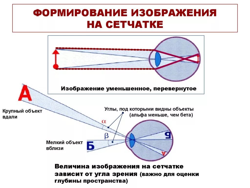 Какое изображение появляется на сетчатке глаза. Каким получается изображение предмета на сетчатке глаза?. Какое изображение формируется на сетчатке глаза. Построение изображения предмета на сетчатке глаза. Глаз и зрение формирование изображения на сетчатке.