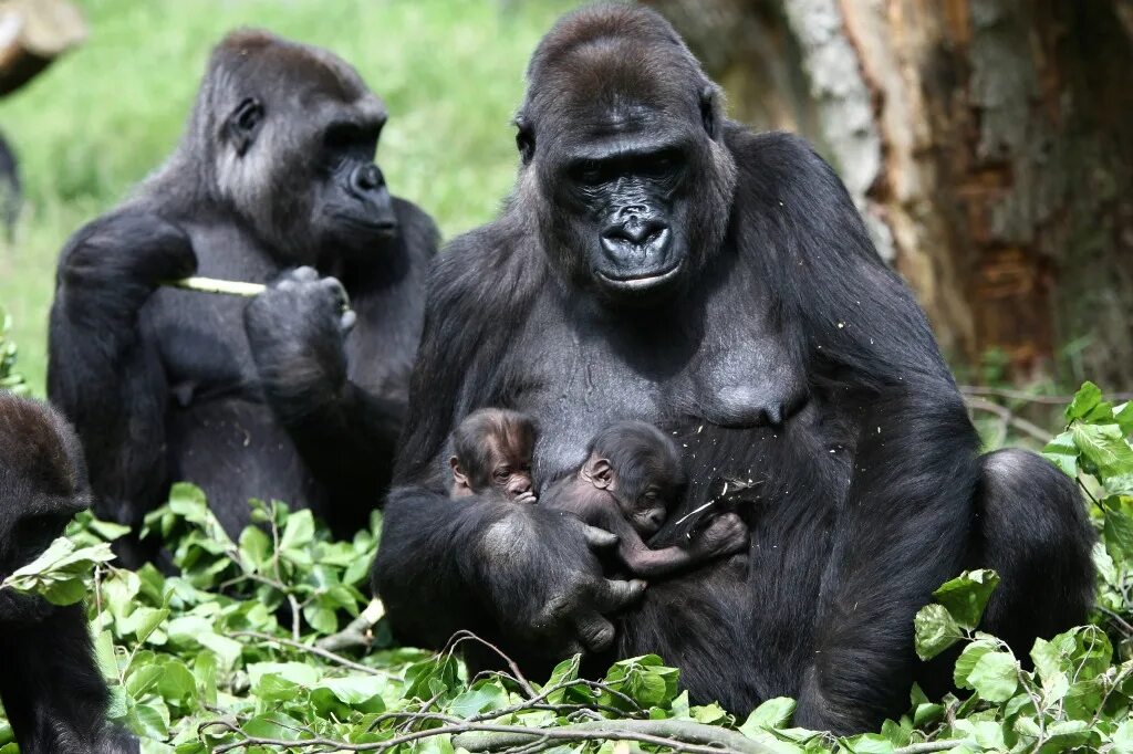 Тетя горилла если хотите стать сильными детки. Барселонский зоопарк горилла. Папа горилла. Детеныш гориллы. Горилла в зоопарке.