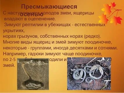Когда ящерицы впадают в спячку