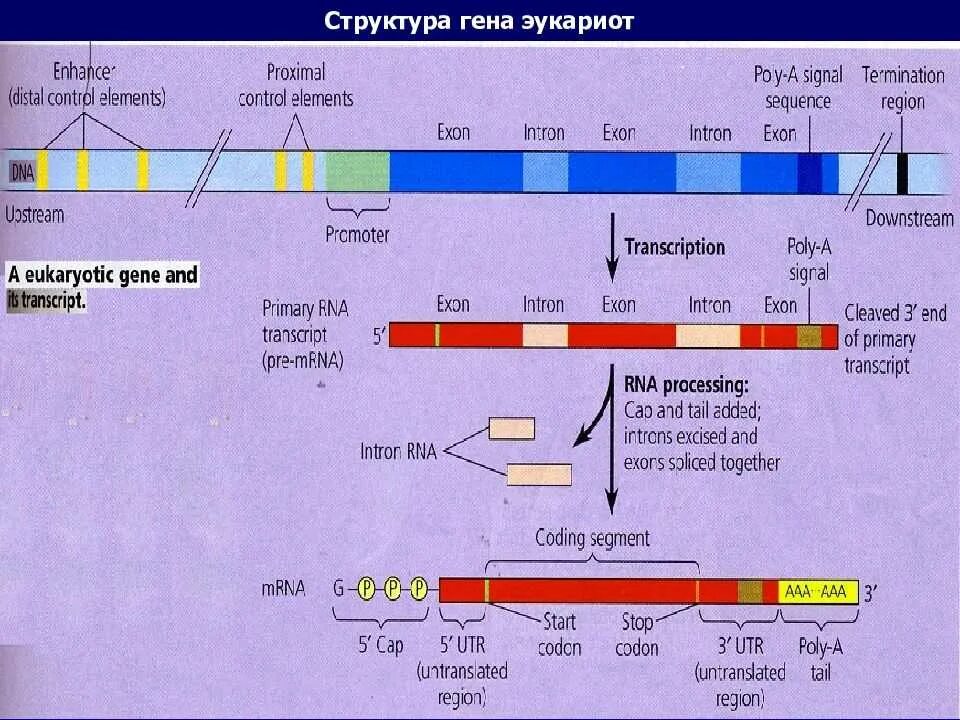 Структура Гена эукариот. Строение структурных генов у про- и эукариот. Структура Гена эукариот схема. Схема строения Гена эукариот.