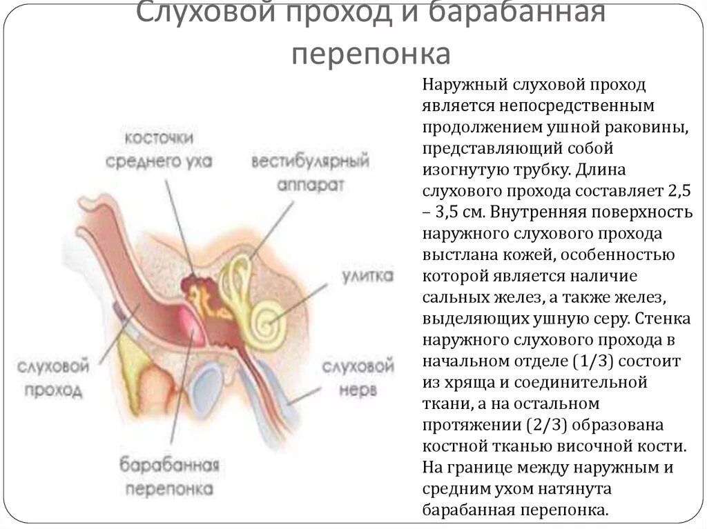 Длина слухового прохода до барабанной перепонки. Барабанная стенка среднего ухо. Наружный слуховой проход анатомия. Длина слухового канала до барабанной перепонки. Барабанная перепонка часть уха