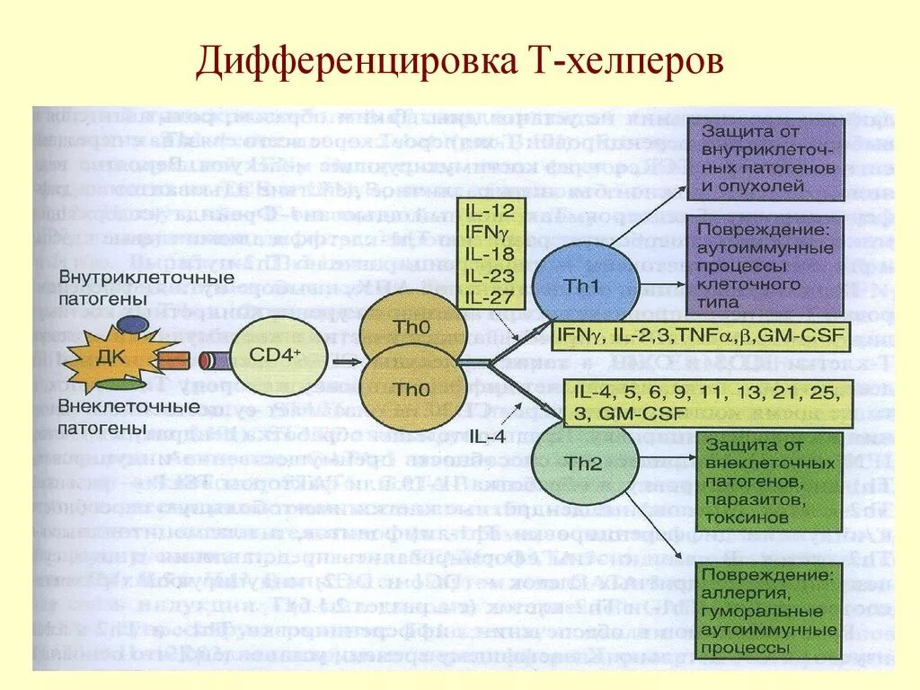 Метод дифференцировки