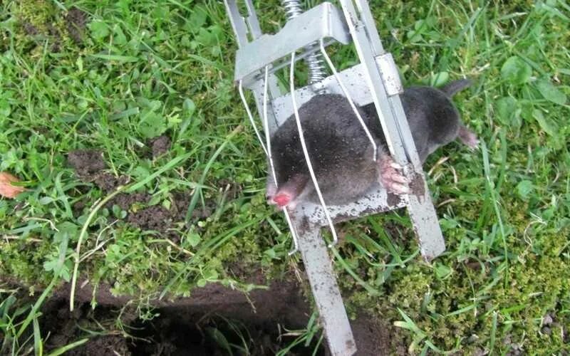 Мыши в огороде. Земляная крыса карбыш. Карбыш в огороде.